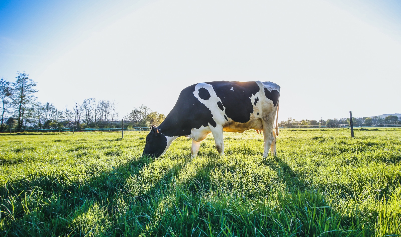 This Cell-Cultured Milk Yogurt Proves We Don't Need Animals to Make Dairy