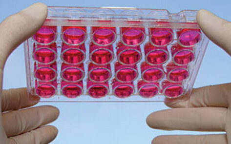 Modern Technology May Decrease Meat Consumption