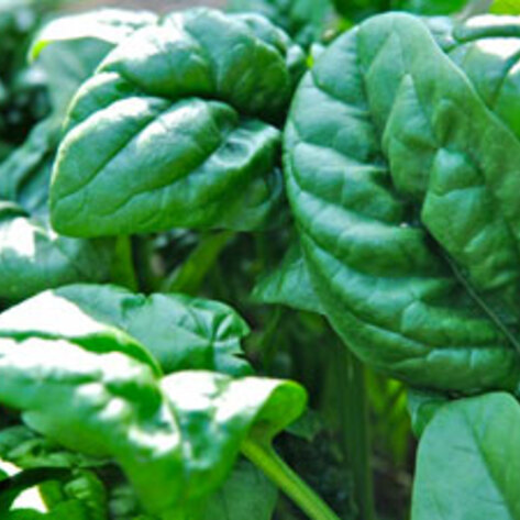 Japan's Tainted Food