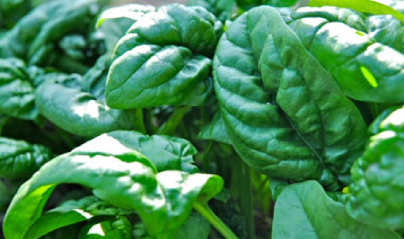 Spinach Fuels Muscles