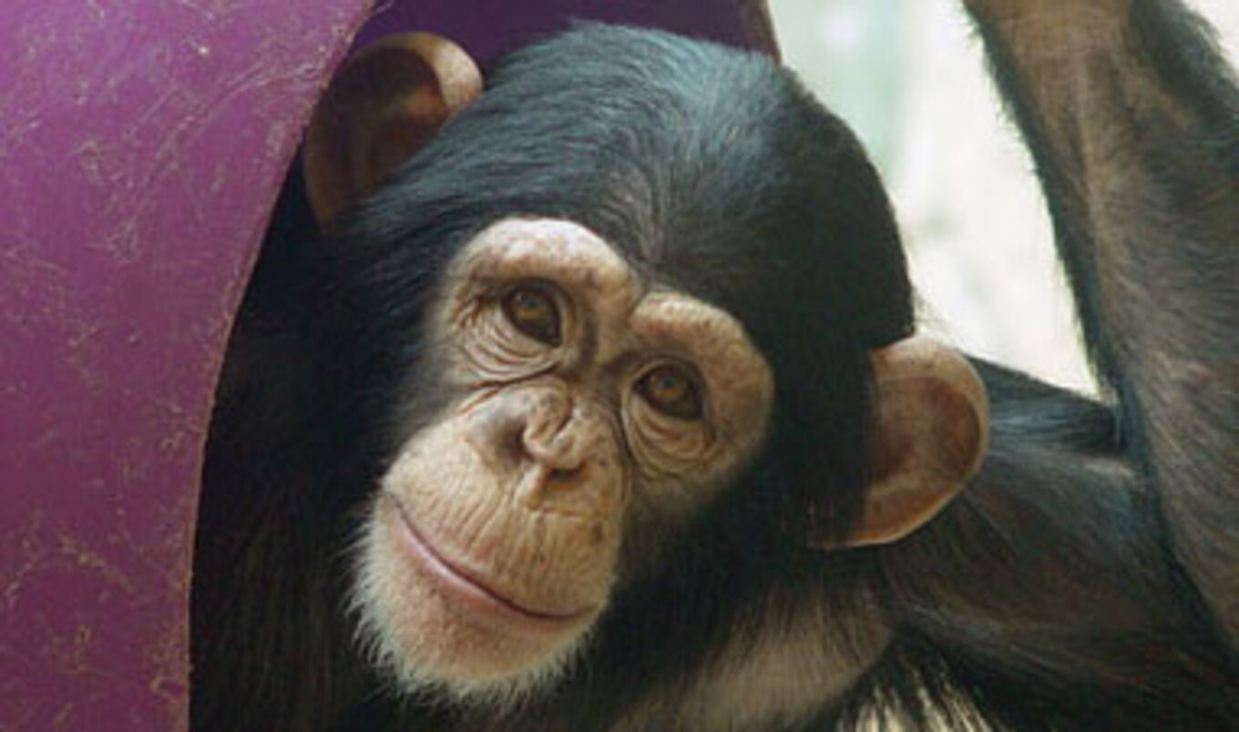 Proposed Rule Grants Protection to Captive Chimps