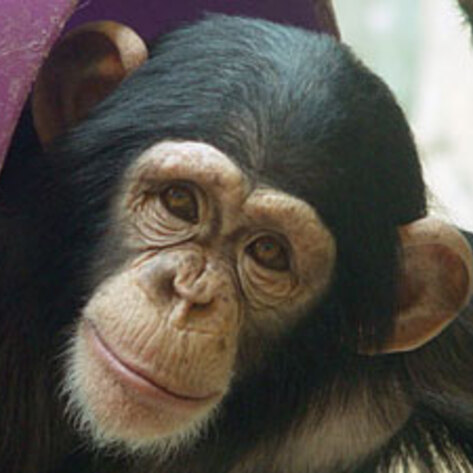 US Slows Chimp Testing