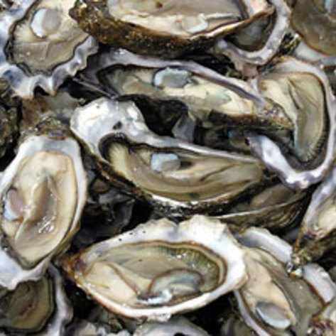 Oysters Becoming Extinct