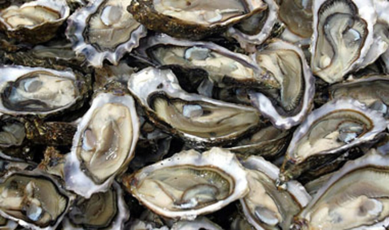 Oysters Becoming Extinct
