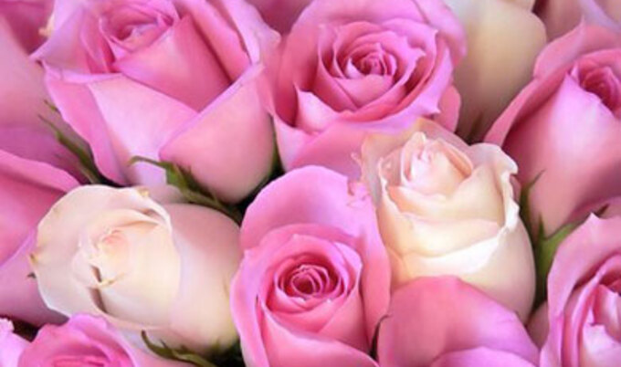 Featurette.FlowersRosesPink