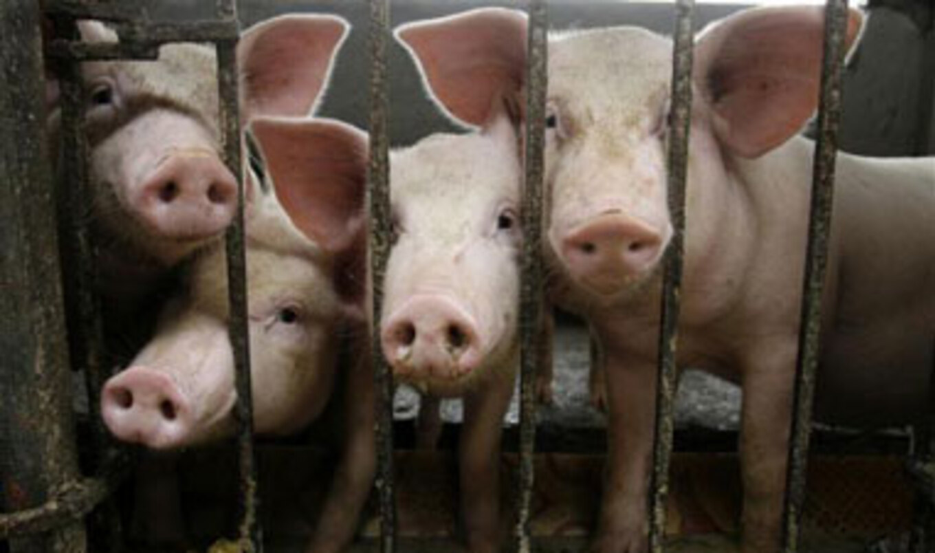 Ban on Pig Crates Could Decrease EU Pork Supply