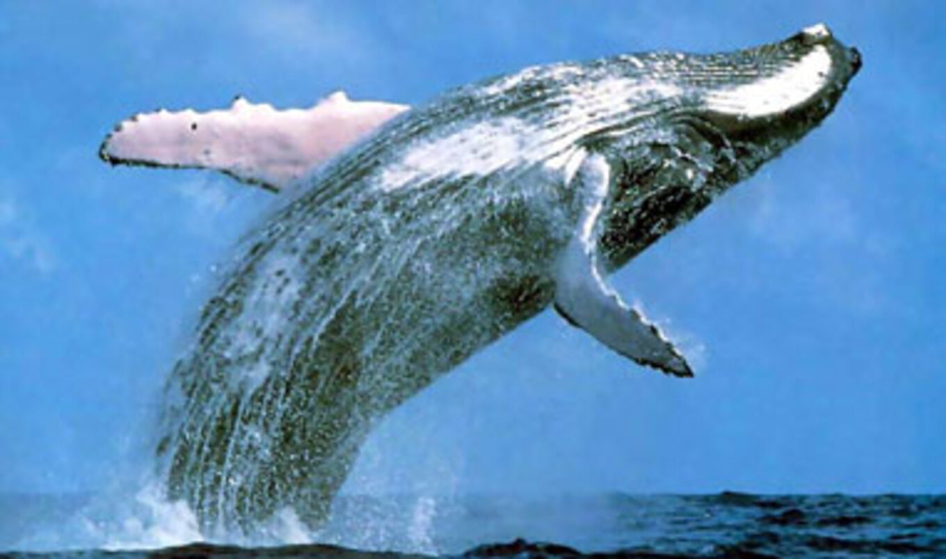 Sales of Whale Meat Facing Steep Decline in Japan