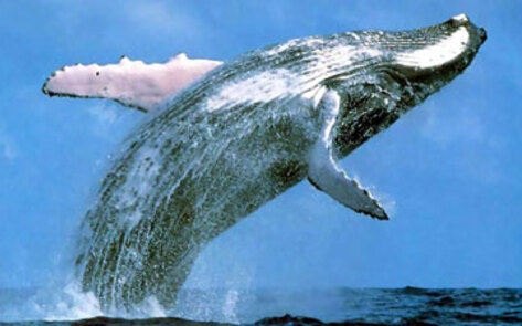 Scientists Find Plant-Based Substitute for Perfume Ingredient