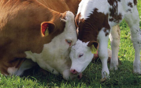 EU Activists Launch Dairy-Cow Welfare Campaign