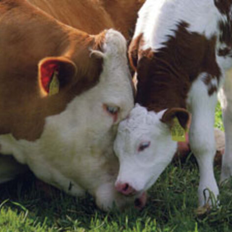 EU Activists Launch Dairy-Cow Welfare Campaign