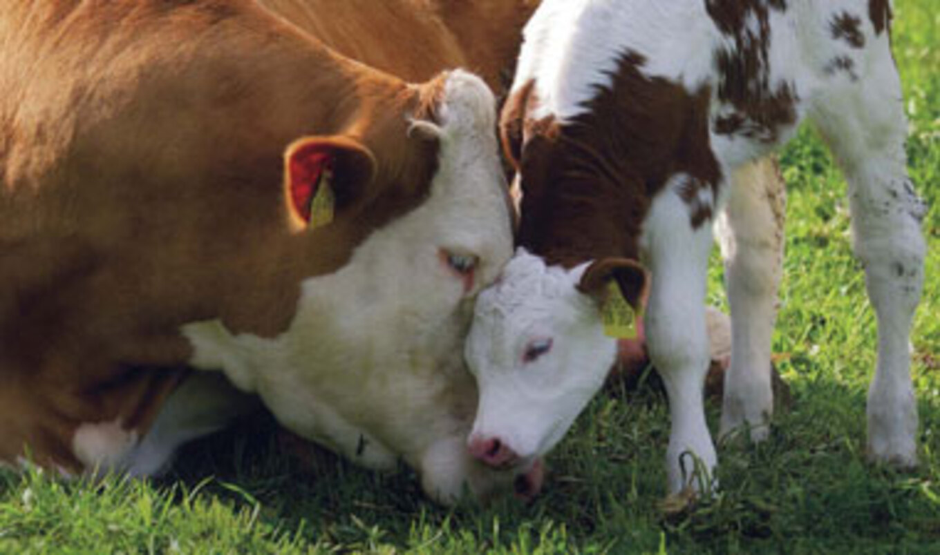 Casey Affleck Narrates PSA on Cow Dehorning