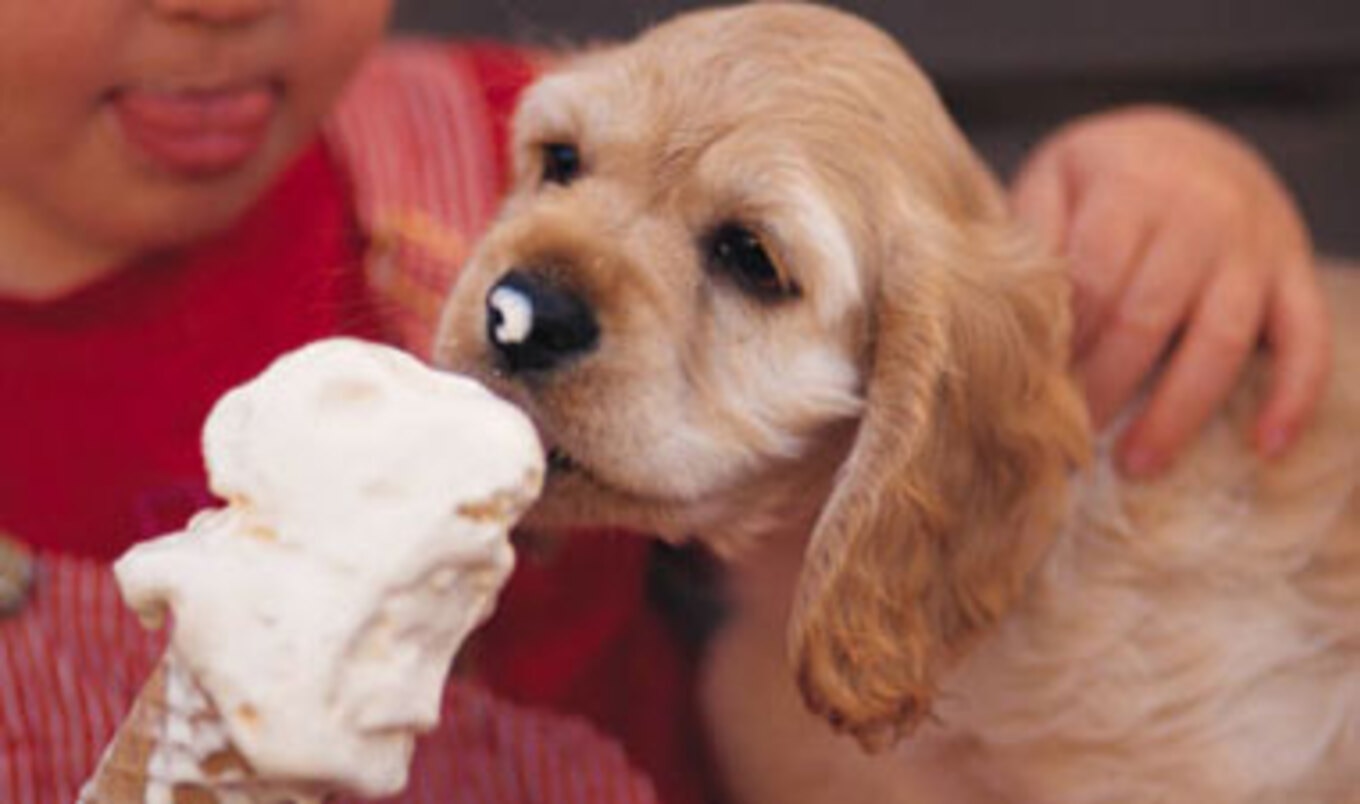 Obese Companion Animals