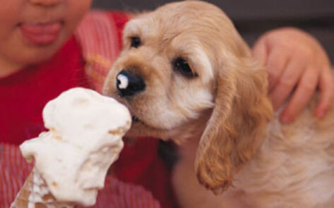 Obese Companion Animals