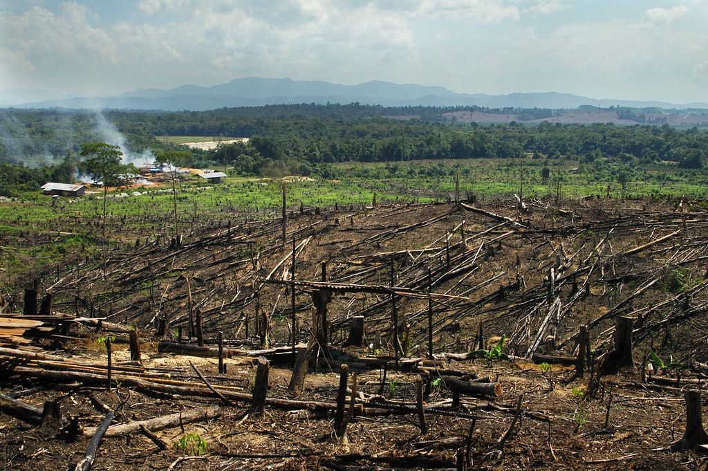 VegNews.PalmOilPlantation.Peter Prokosch