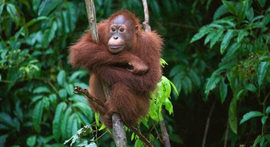 Will This Cultured Palm Oil Be the Solution to Saving the Orangutans?