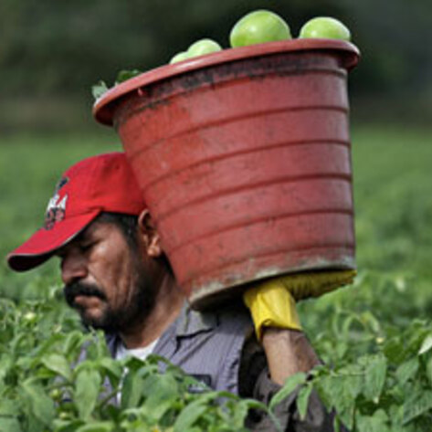 Tomato Workers Protest