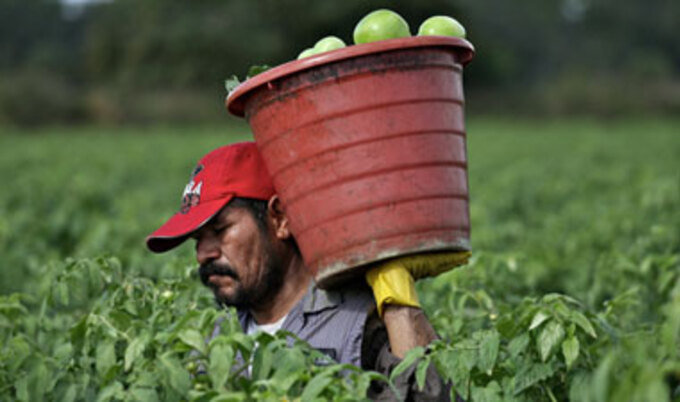 VND.TomatoFarmWorker