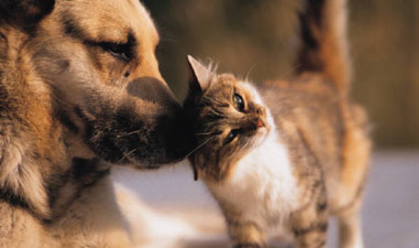 Retail Ban on Dogs and Cats