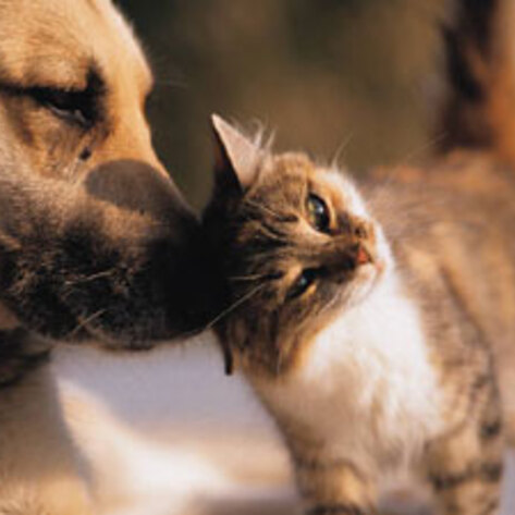 Cats and Dogs May Reduce Infection in Children