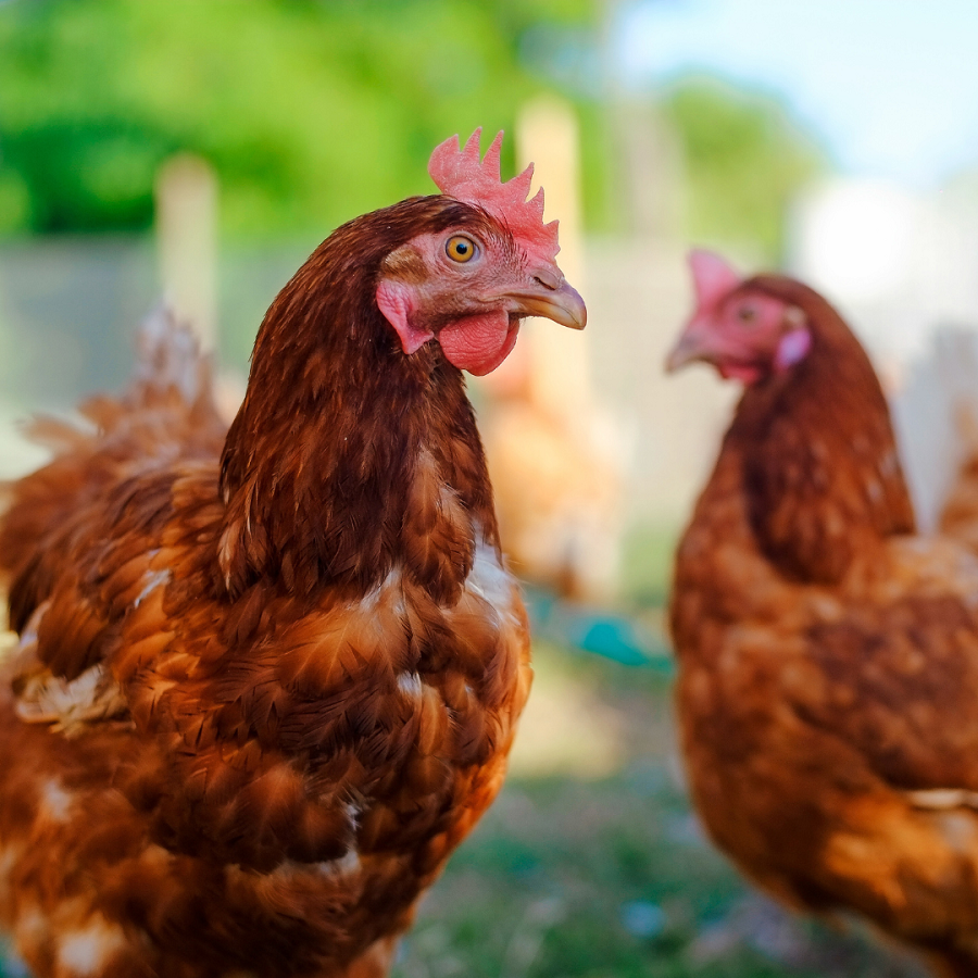 Do Animals Feel Pain? Here's What We Know | VegNews Do Animals Feel Pain? Here's What We Know | VegNews