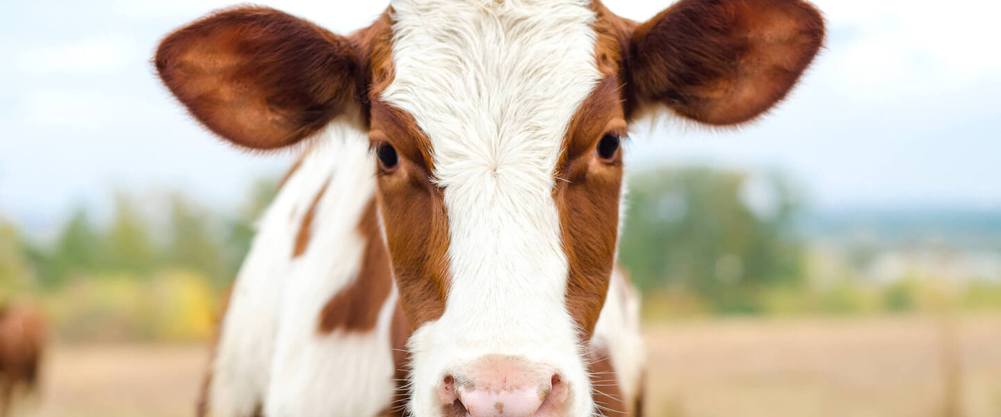 Do Animals Feel Pain? Here’s What We Know