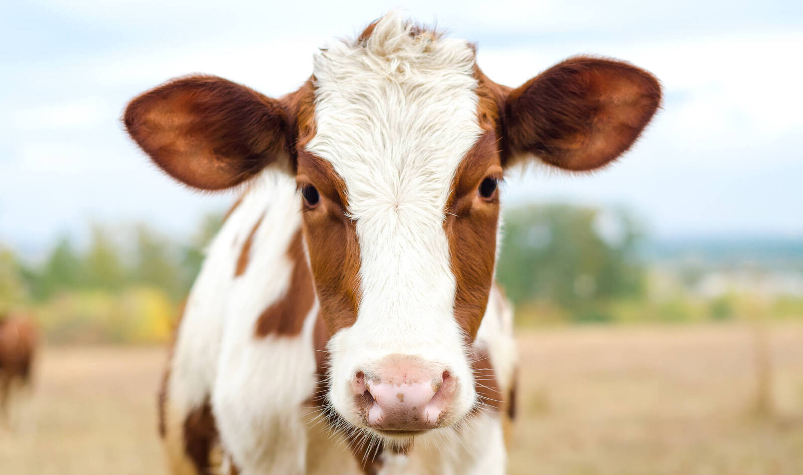 The Truth About Animals and Pain: What Do They Feel?