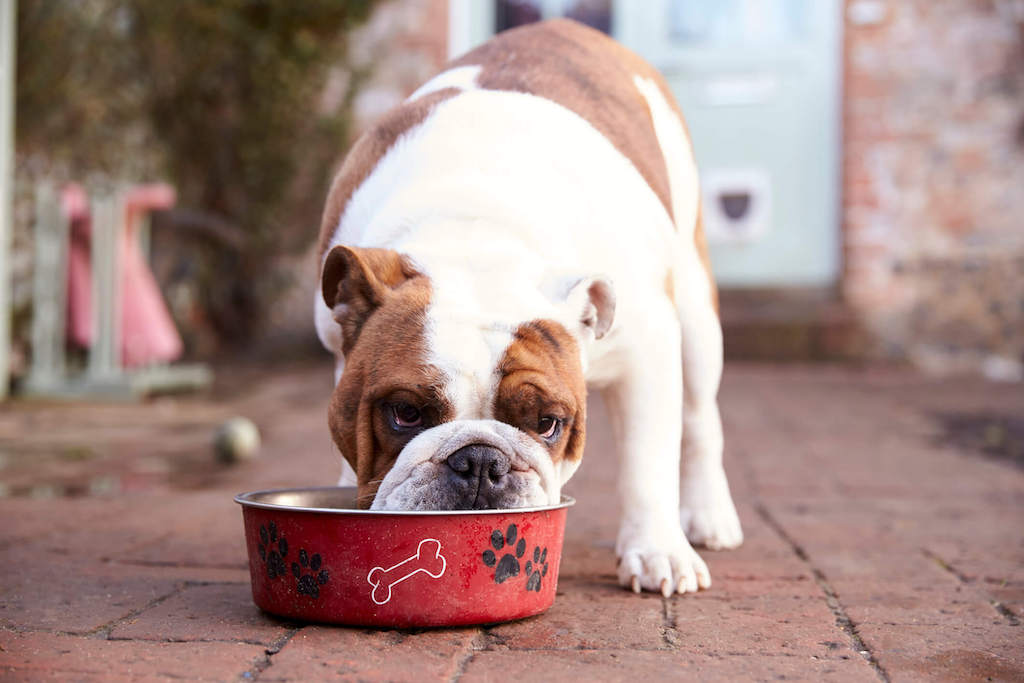 vegnews.dog-eating.istock