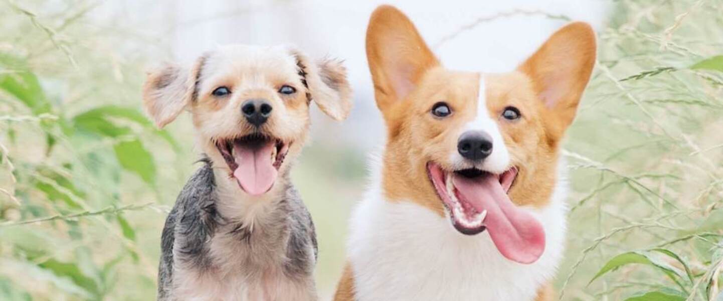 Can Dogs Be Vegan? We Asked Dog Food Experts and Their Answers May Surprise You.