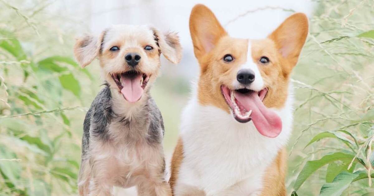 Can Dogs Be Vegan? We Asked Dog Food Experts and Their Answers May