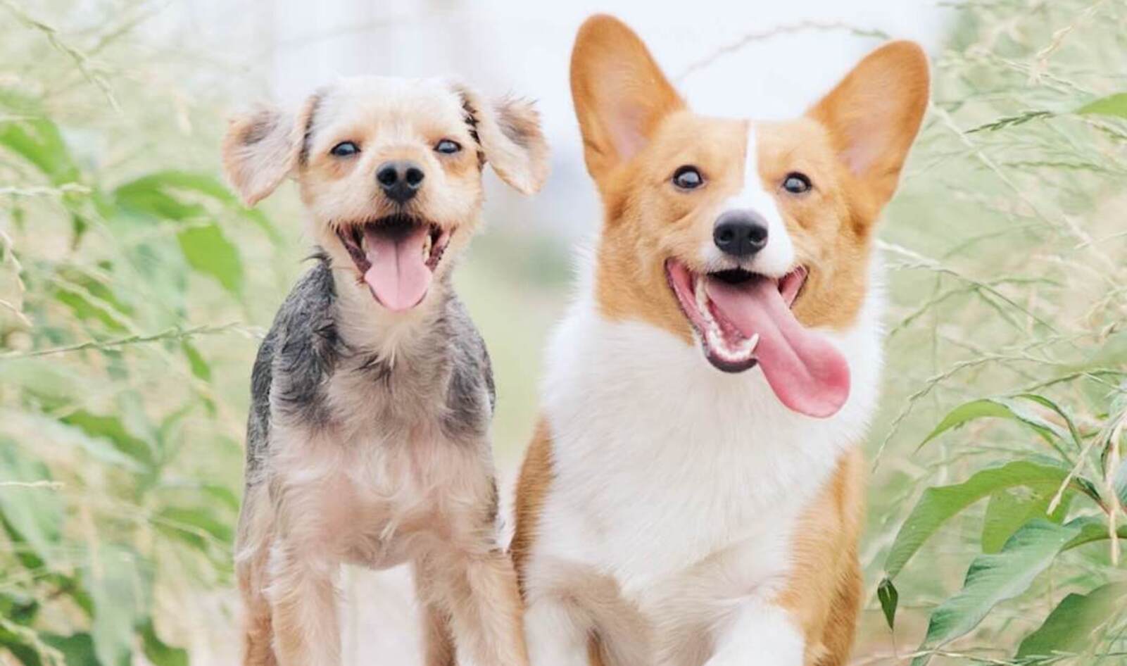 Can Dogs Be Vegan? We Asked Dog Food Experts and Their Answers May Surprise You. | VegNews Can Dogs Be Vegan? We Asked Dog Food Experts and Their Answers May Surprise You. | VegNews