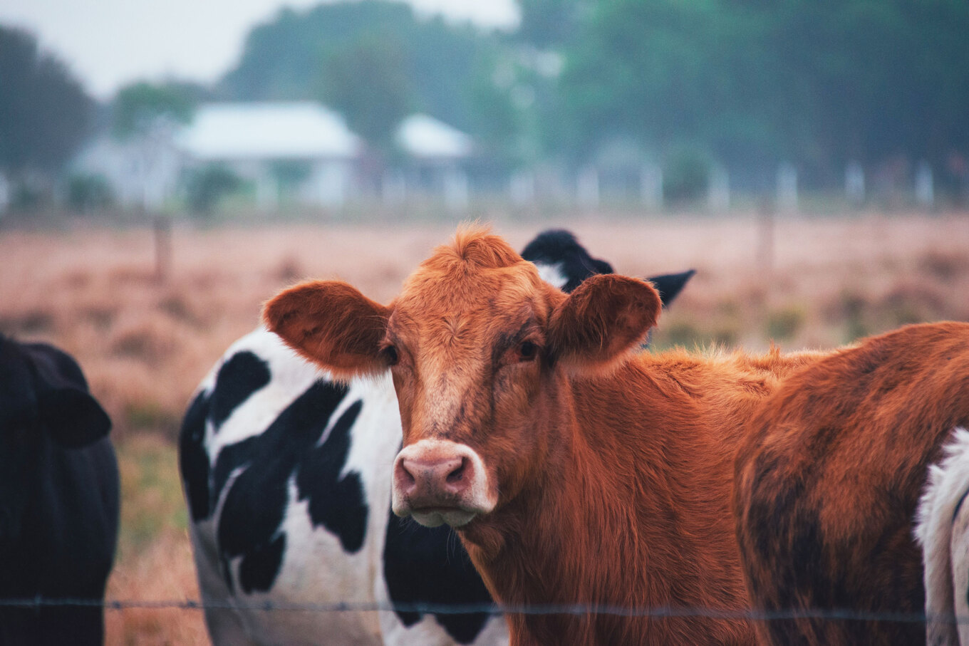 VegNews.CowsAgriculture.Unsplash