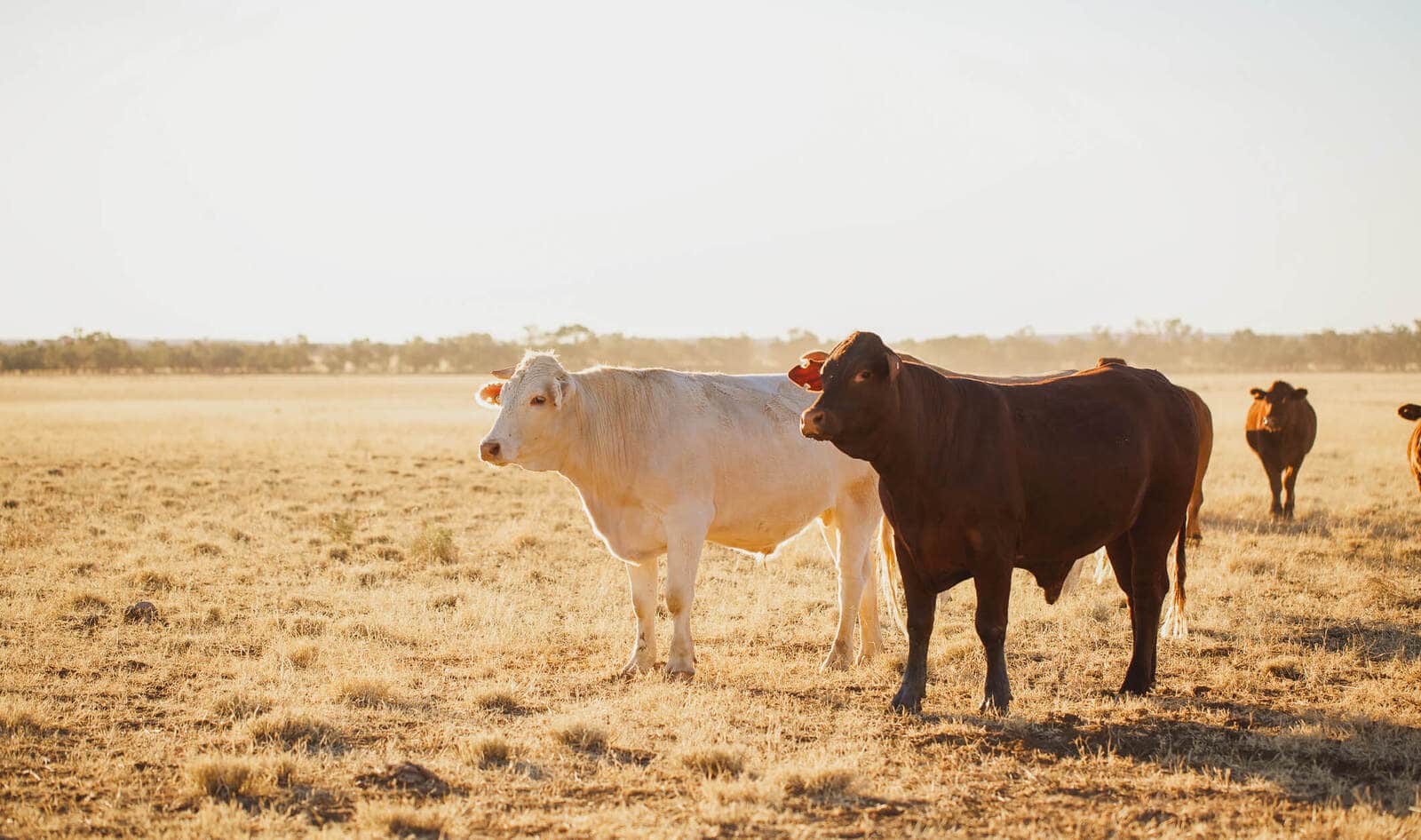 Will Climate Change Bring an End to Animal Agriculture?