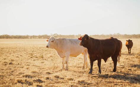 Will Climate Change Bring an End to Animal Agriculture?