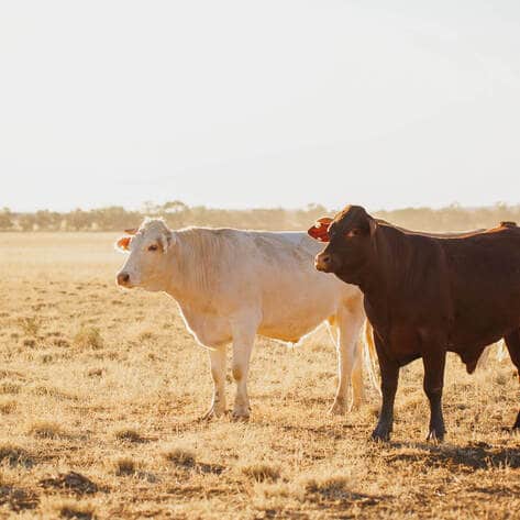 Will Climate Change Bring an End to Animal Agriculture?