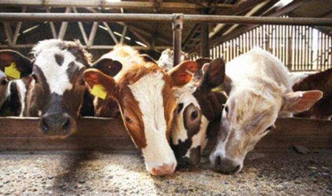 VND.cows