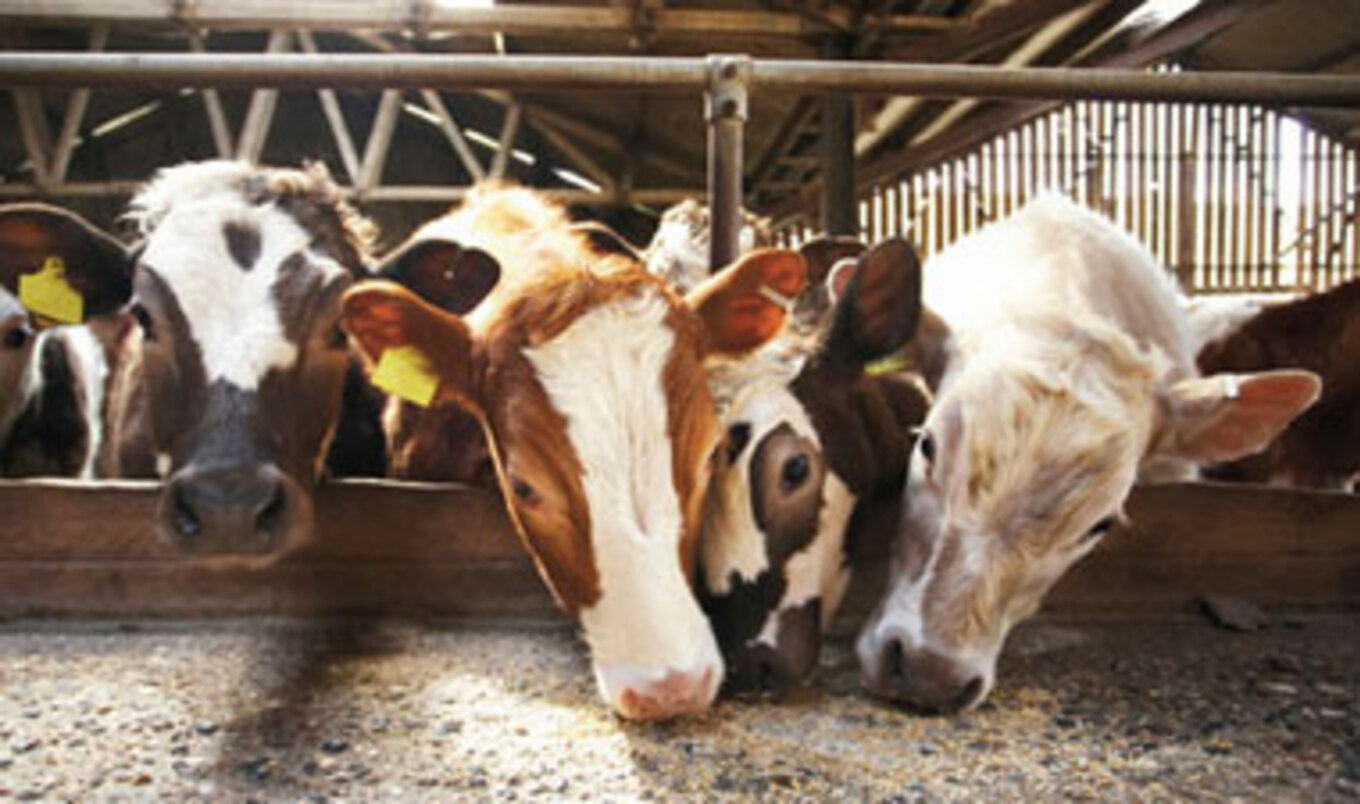 Rancher Takes Care of Abandoned Radioactive Cows