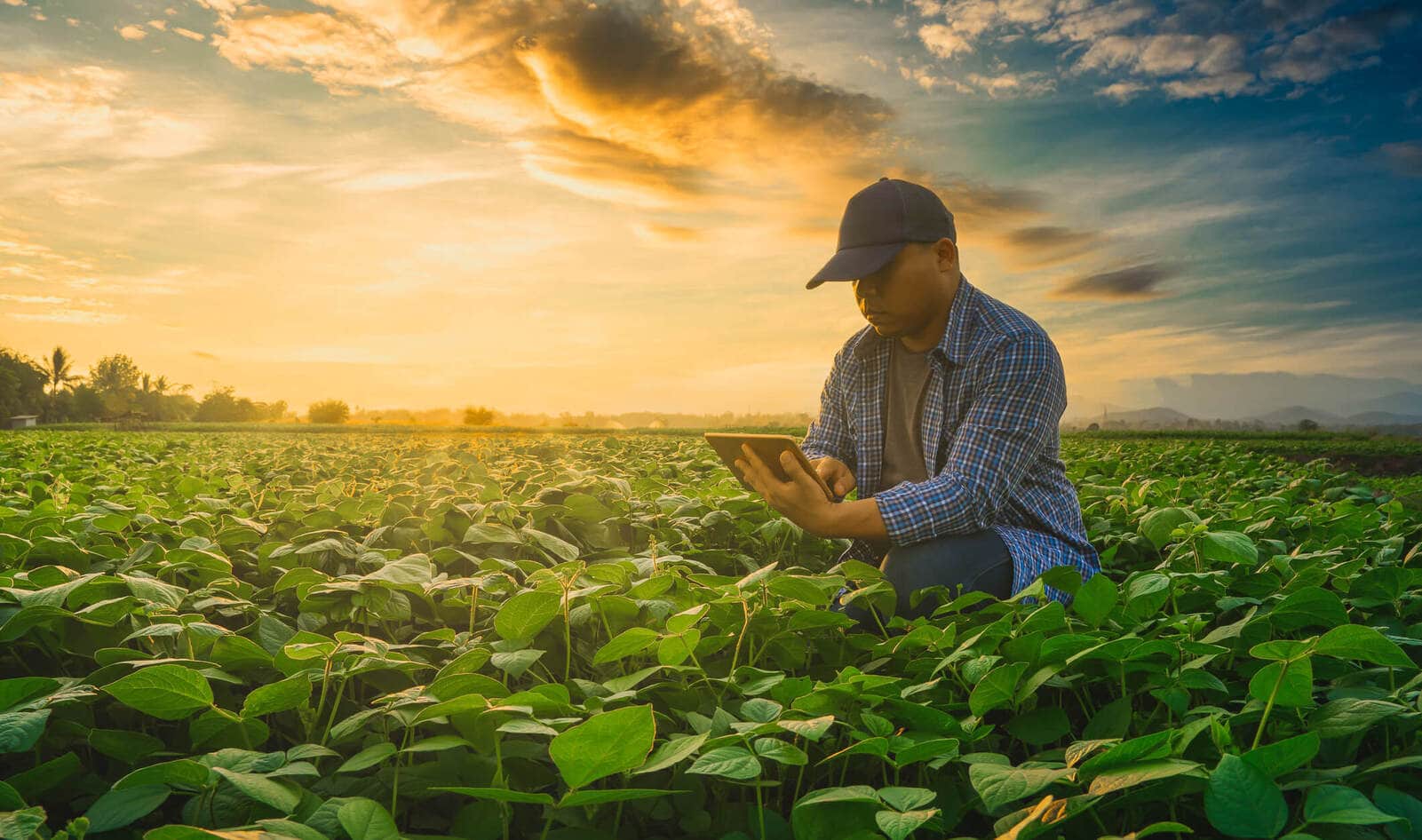Tinder for Crops? How This Food Technology Company Is Improving Plant-Based Food