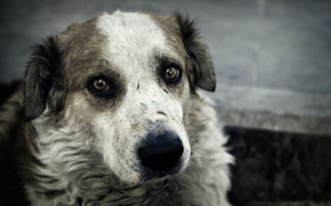 Animal Rescue in a Tsunami-Ravaged Japan
