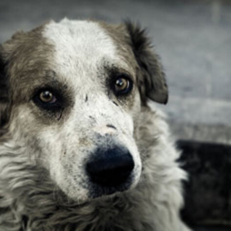 Animal Rescue in a Tsunami-Ravaged Japan