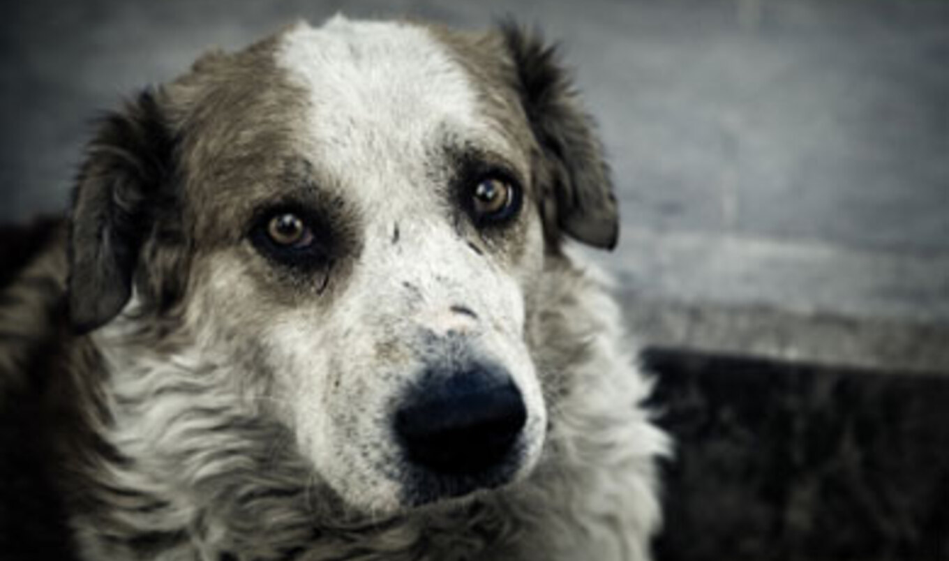 Animal Rescue in a Tsunami-Ravaged Japan
