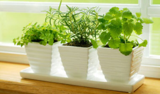 vnd.houseplants