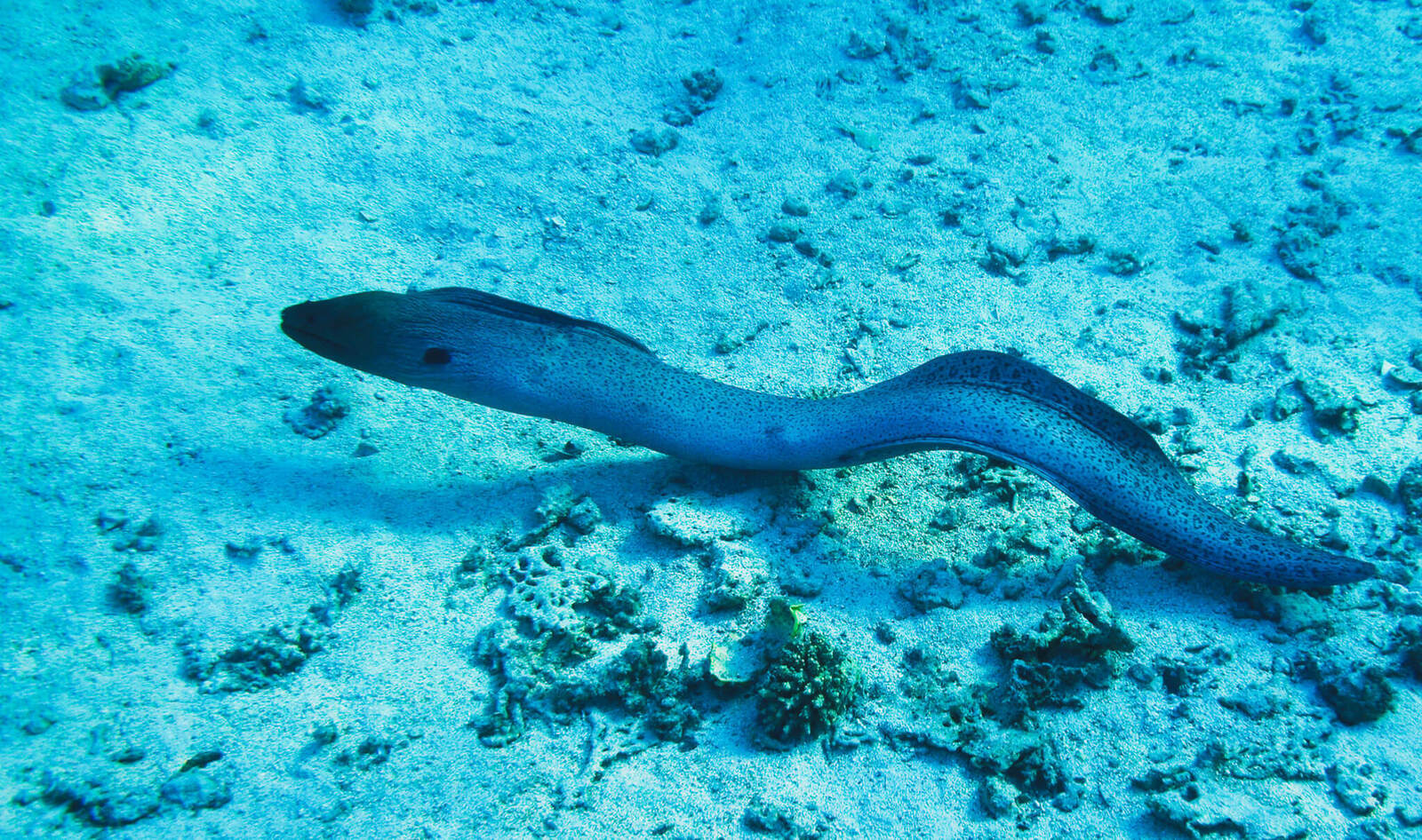 Overfishing is Driving Eels to Extinction. Can Forsea Foods’ Cell Technology Save Them?