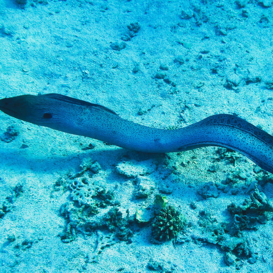 Overfishing is Driving Eels to Extinction. Can Forsea Foods’ Cell Technology Save Them?