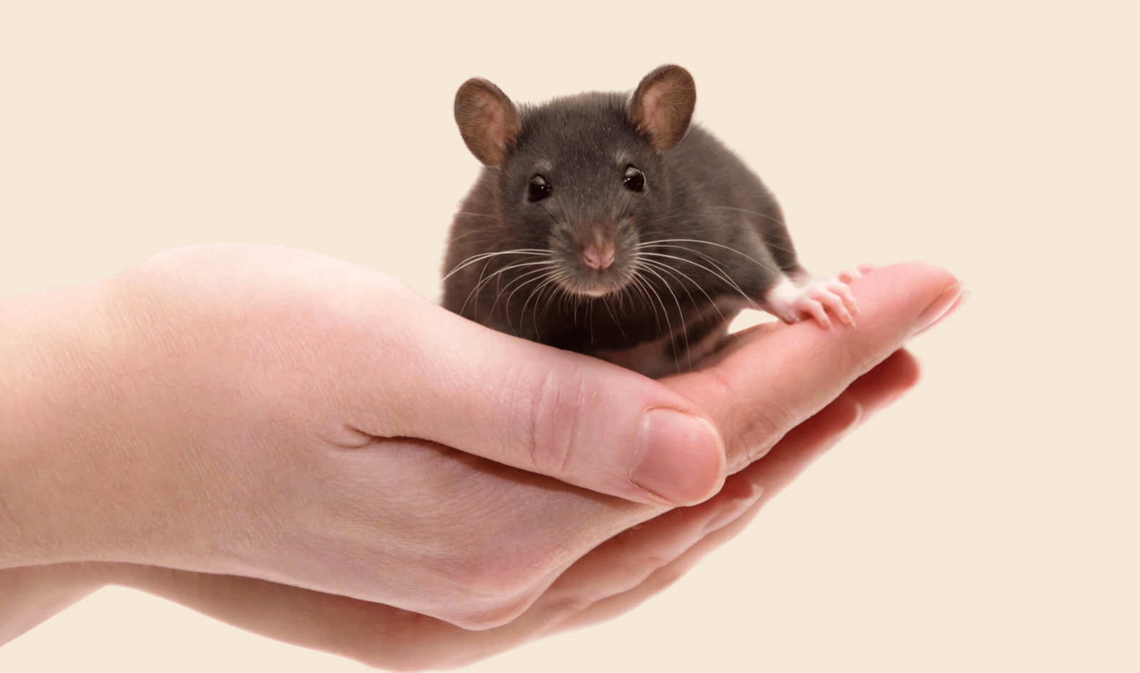 Should Animal Testing End for Health Studies? 800 Experts Say Yes | VegNews Should Animal Testing End for Health Studies? 800 Experts Say Yes | VegNews