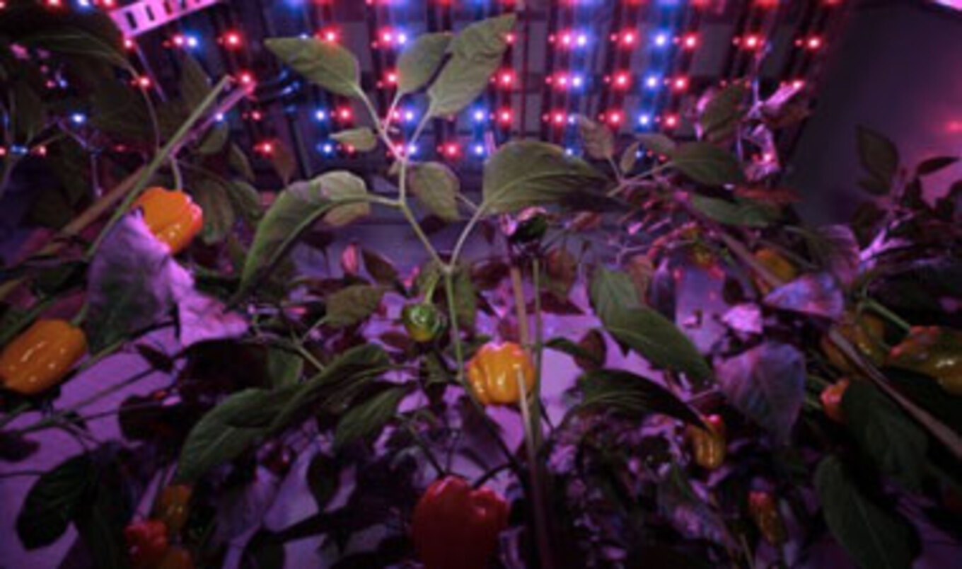 Indoor Farming Developments