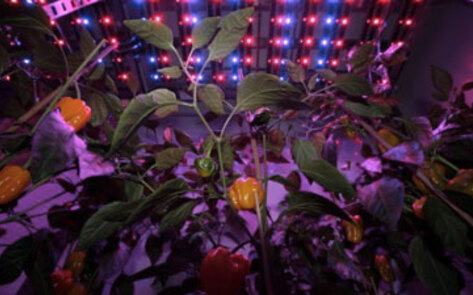 Indoor Farming Developments