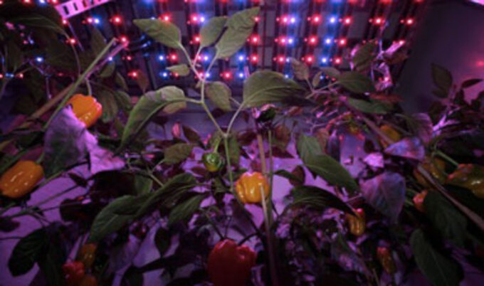indoorplants