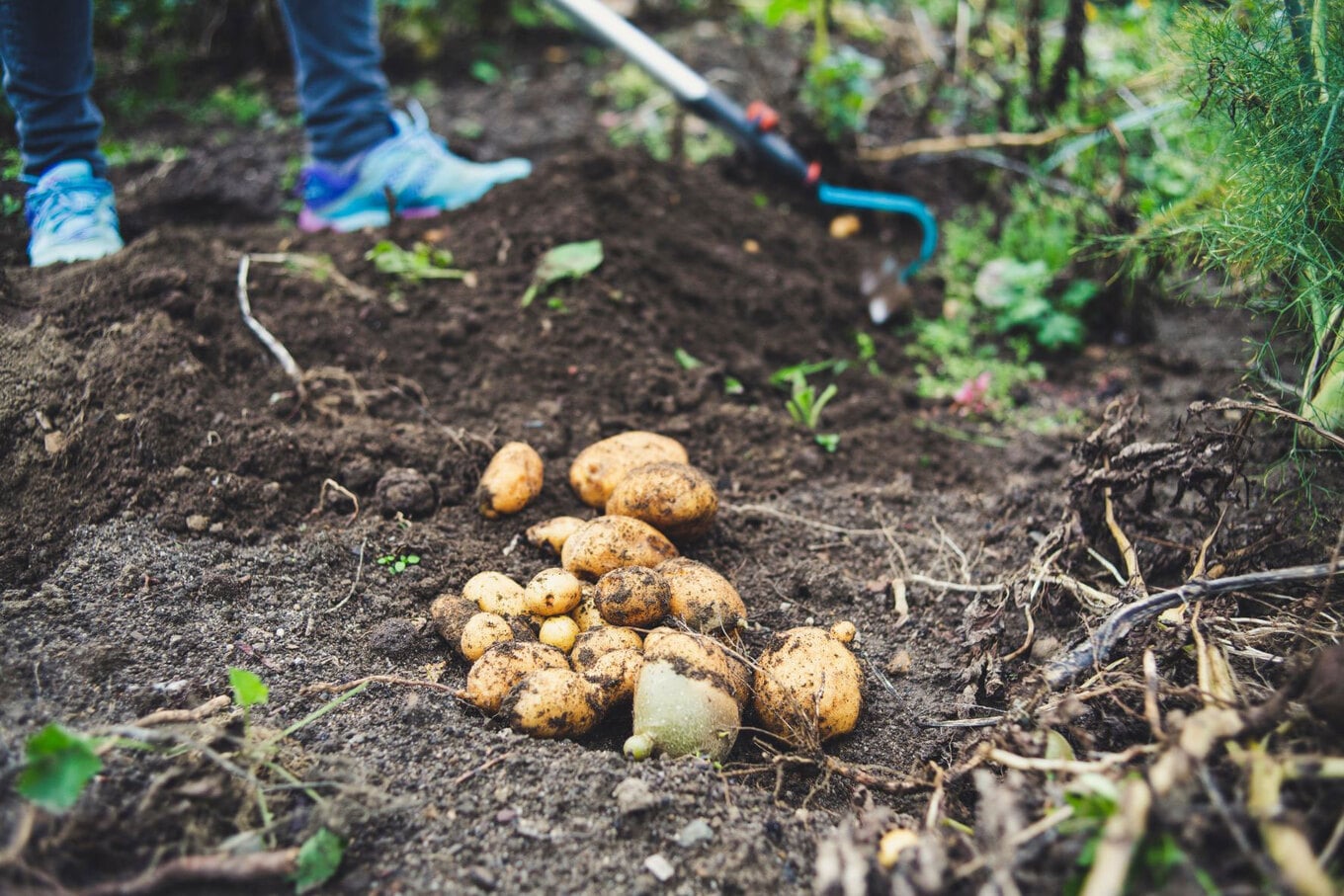 VegNews.Potatoes.MarkusSpiske