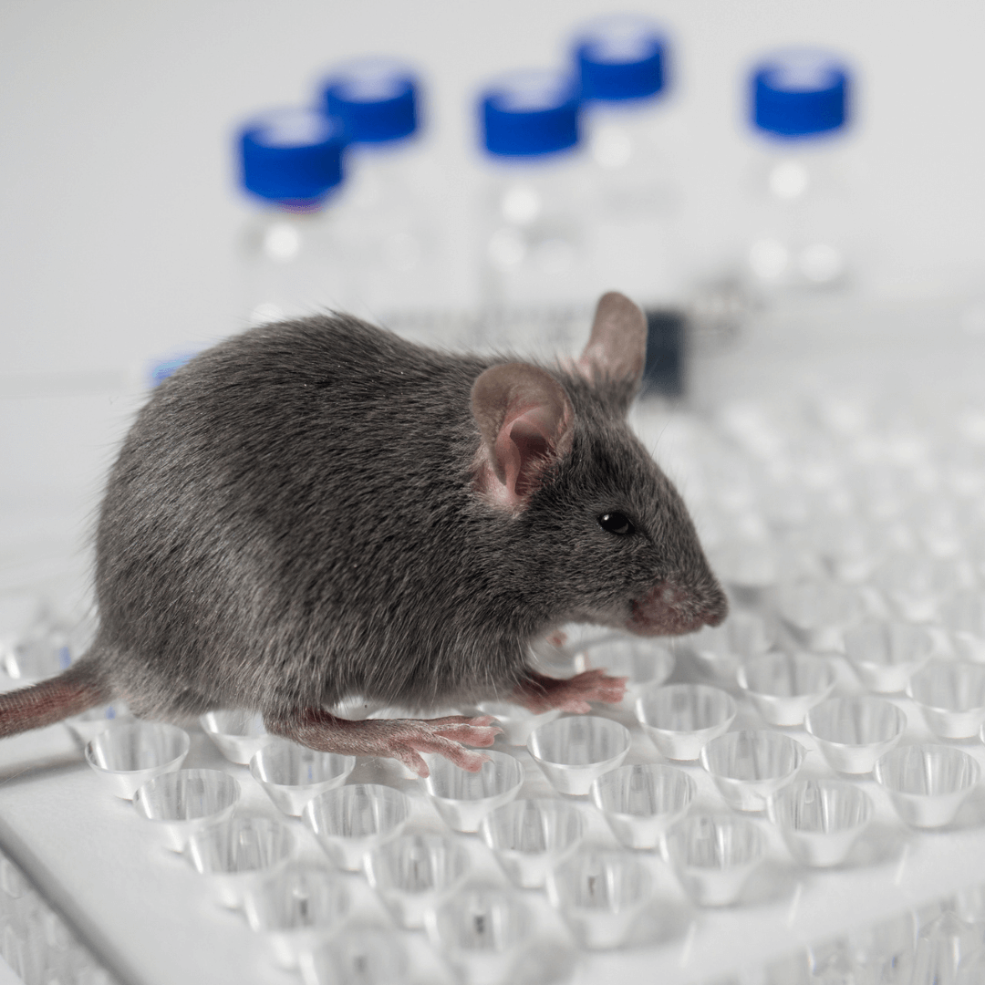 VegNews.AnimalStudies.Evgenyi_Eg