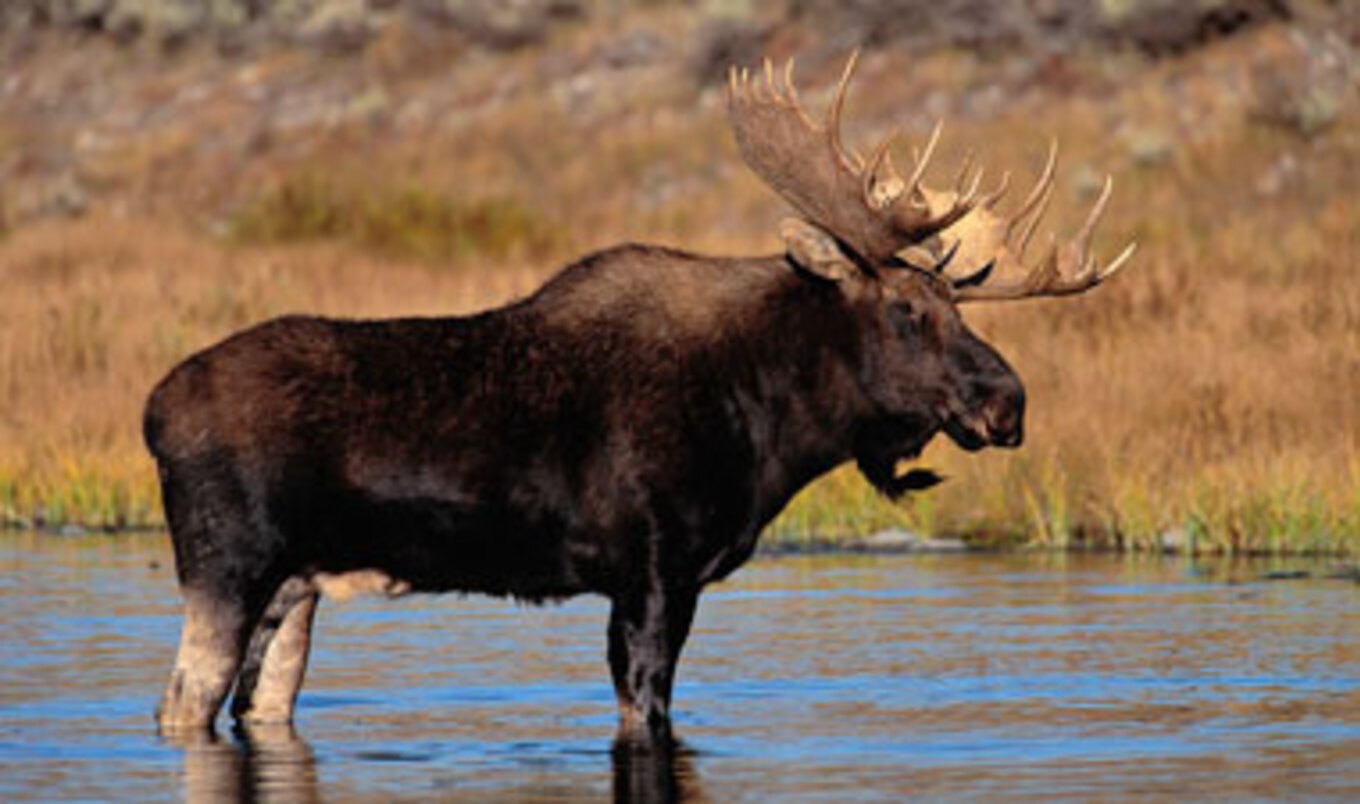 Animal Alliance Political Party